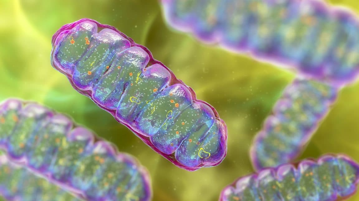 "⚡️Mitochondria be like: 'We run on that healing juice, fam!' 💪🏼 #CellularSuperheroes #BoostedVibes"