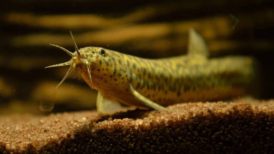 “Scientists say ‘butt breathing’ is a thing now 🤯💨💩! Is this real life or just a TikTok trend?!”