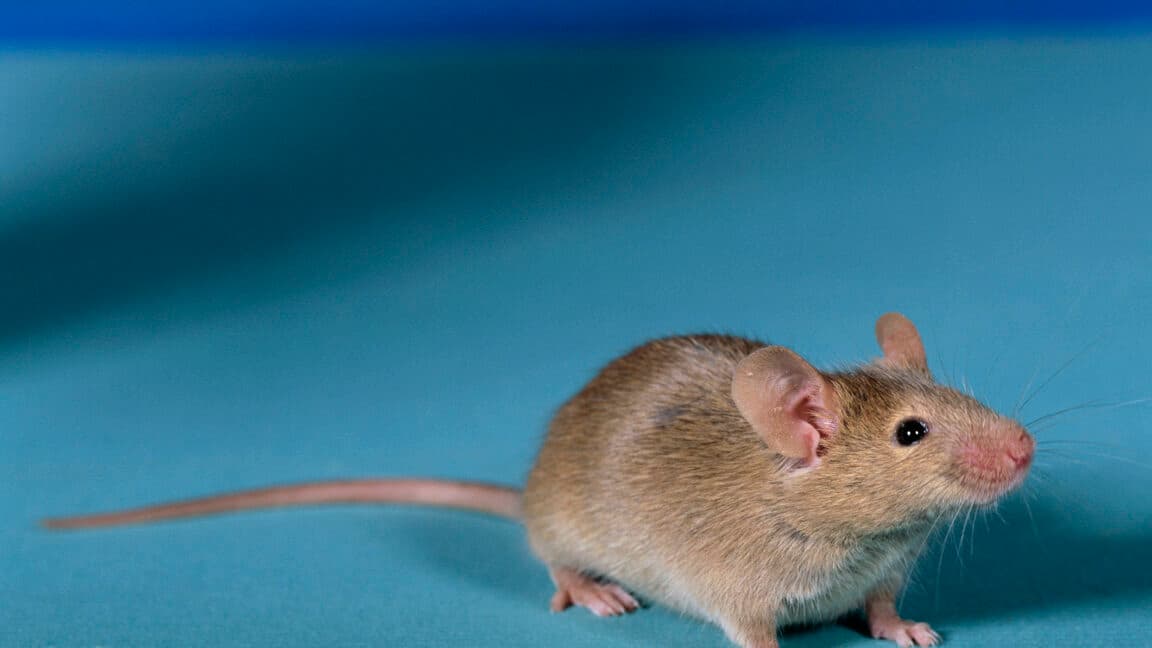 "Scientists be like: '2 sperm, 1 mouse, activating DNA editing like it's a game cheat code' 🧬🔥 #MiceLife"