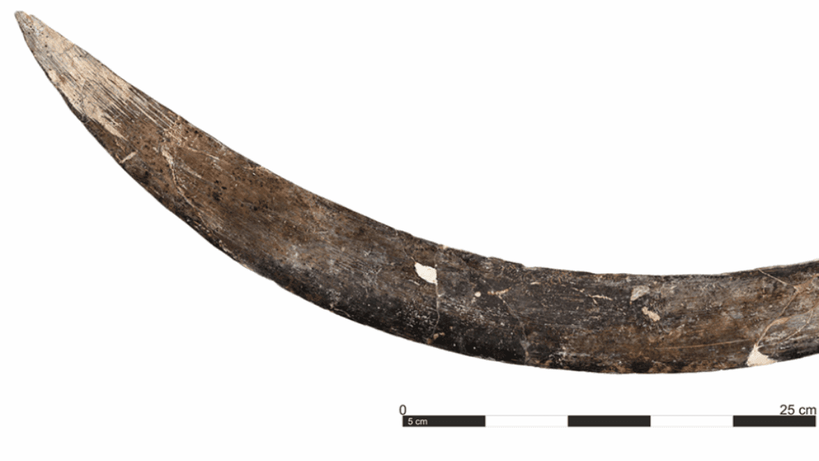"Poland just dropped a 40k-year-old mammoth boomerang💀🔥. Who's throwing it in the next showdown? 🥴🚀"