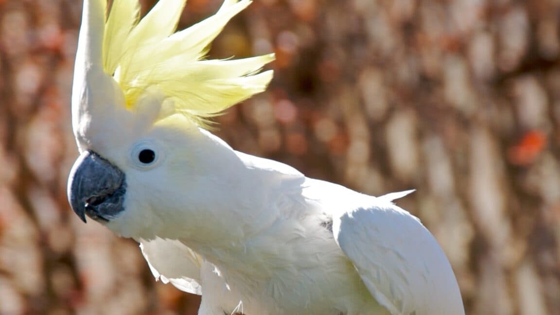 Cockatoos out here bustin' 30 moves like they're trying to drop a TikTok collab 💃🔥 #BirdGang #FlexOnEm