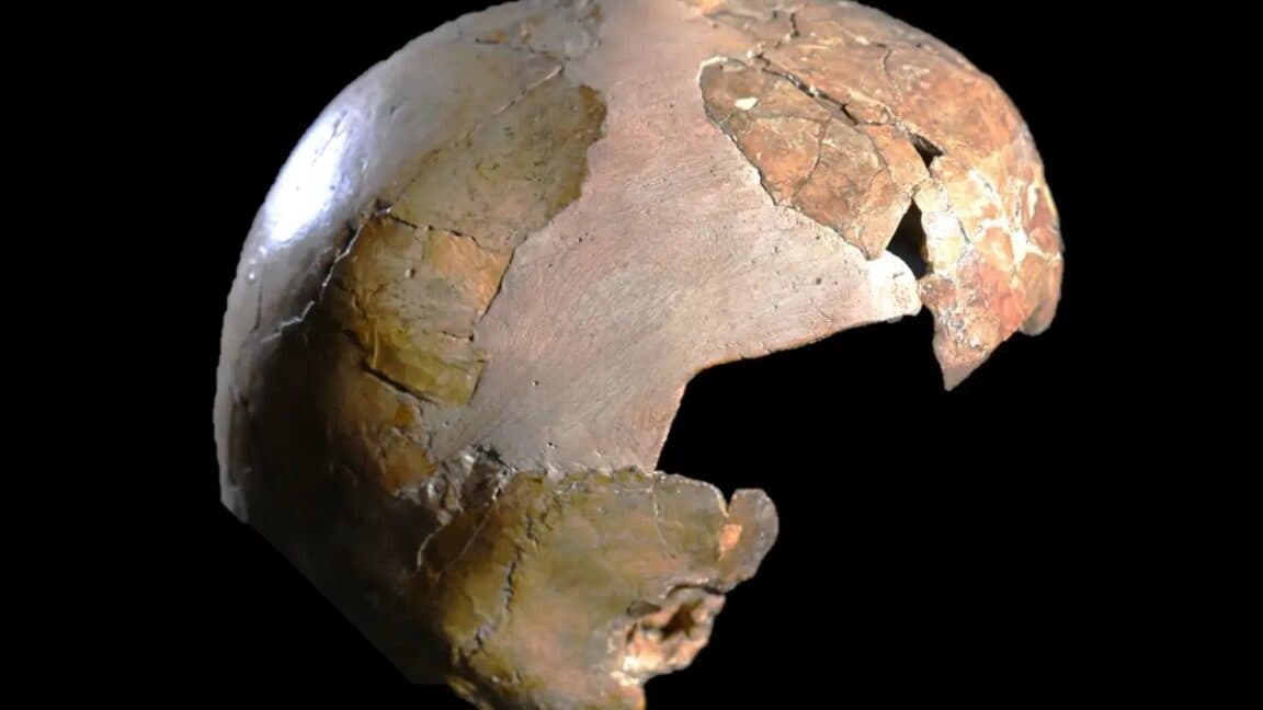 "Just found a skull that’s half-human, half-neanderthal 🤯 Serial hybrid vibes! #CrossoverEpisode 💀🔥"