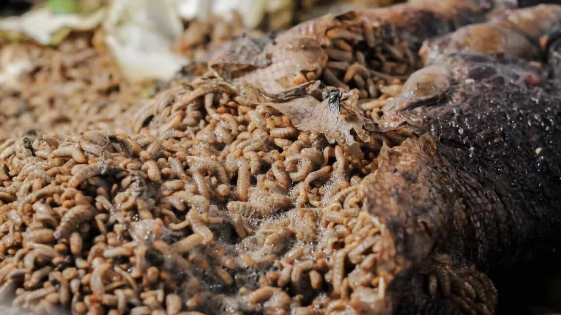 "Neanderthals be like: 🥩+ 🐛 = 👌 #GourmetOrNah? 🚫 No Cap, that’s some prime cringe fuel, fam! 💀🔥"