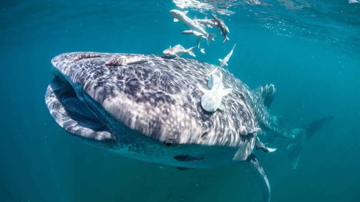 "Scientists drop the hottest collab: Remora tape that holds underwater! 💦🦈 #UnderwaterFlex"
