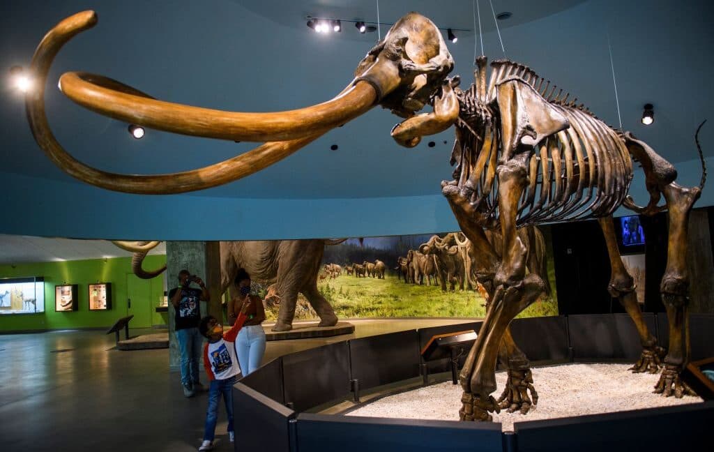 "Central American mammoths: the OG weirdos of the Ice Age 💀❄️ No cap, they were built different! 🔥"