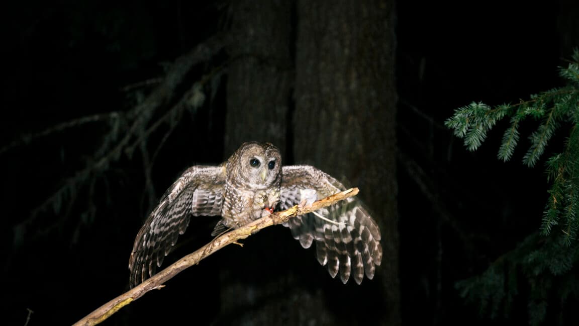 When the Trump squad thinks the Endangered Species List is just a “Hotel California” vibe check. 🚪💀 #NoCap