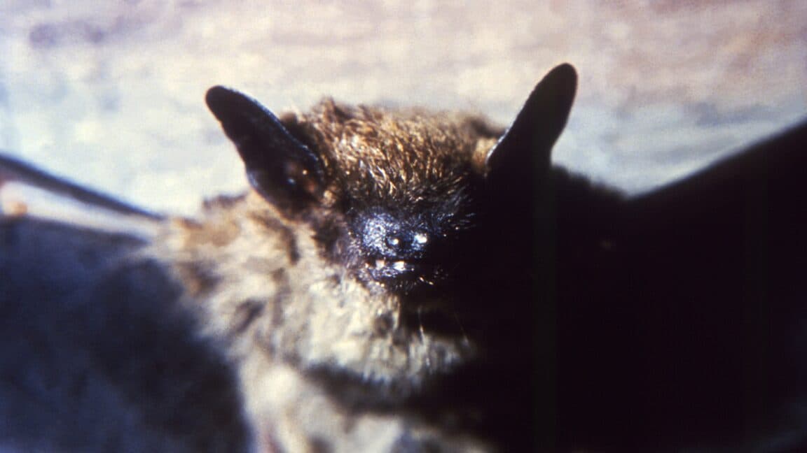 "200 guests bounced from hotel after bats checked in 🦇💔; rabies scare or just a bad Yelp review? 🤔💀"