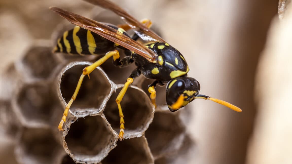 "There’s 4 radioactive wasp nests at a nuclear plant in SC? 🚨💀 Buzzin’ for that Chernobyl vibe check! 😂 #NoThanks"