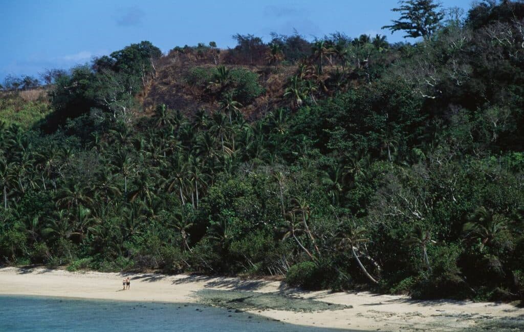 Fiji's ants are the real MVPs, sounding the alarm on the bugpocalypse! 🐜💀🌍 #AntsVsHumans #NatureSnitches