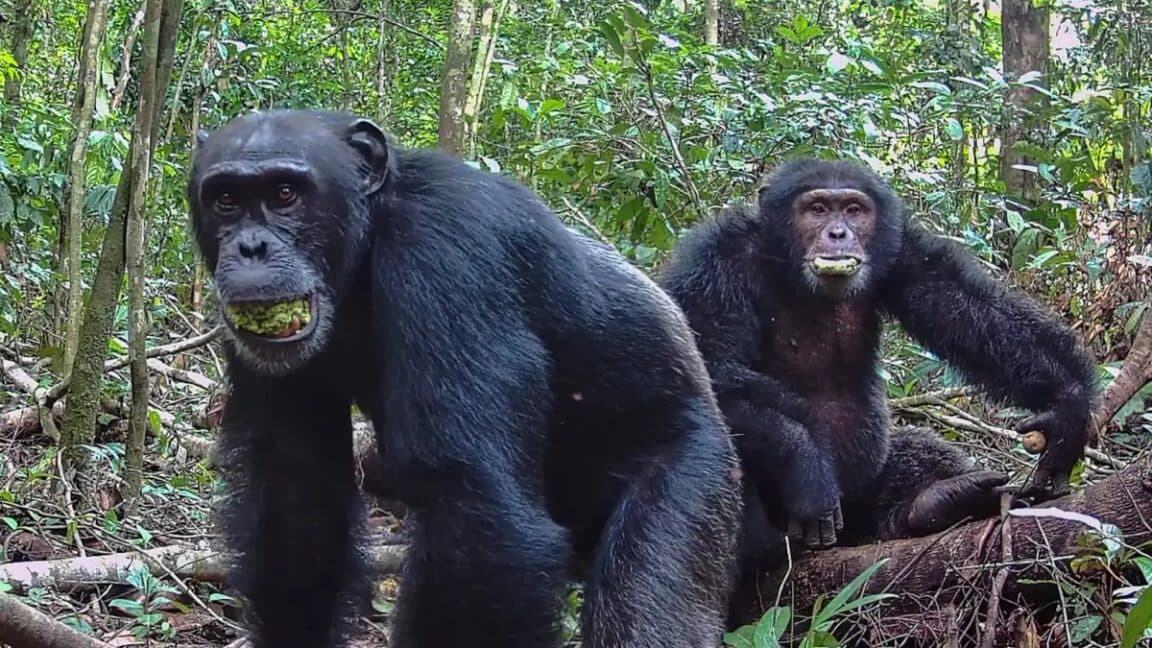 "Chimps vibing hard with 2 drinks/day like it's a Friday night 🍷💀 #PartyAnimals #NoCap"
