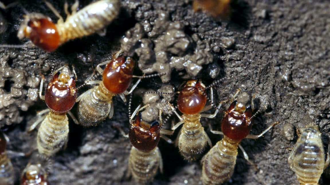 "When you hire termites for weed control and they’re pulling more weight than your squad 💀🌱💅 #FarmLife"