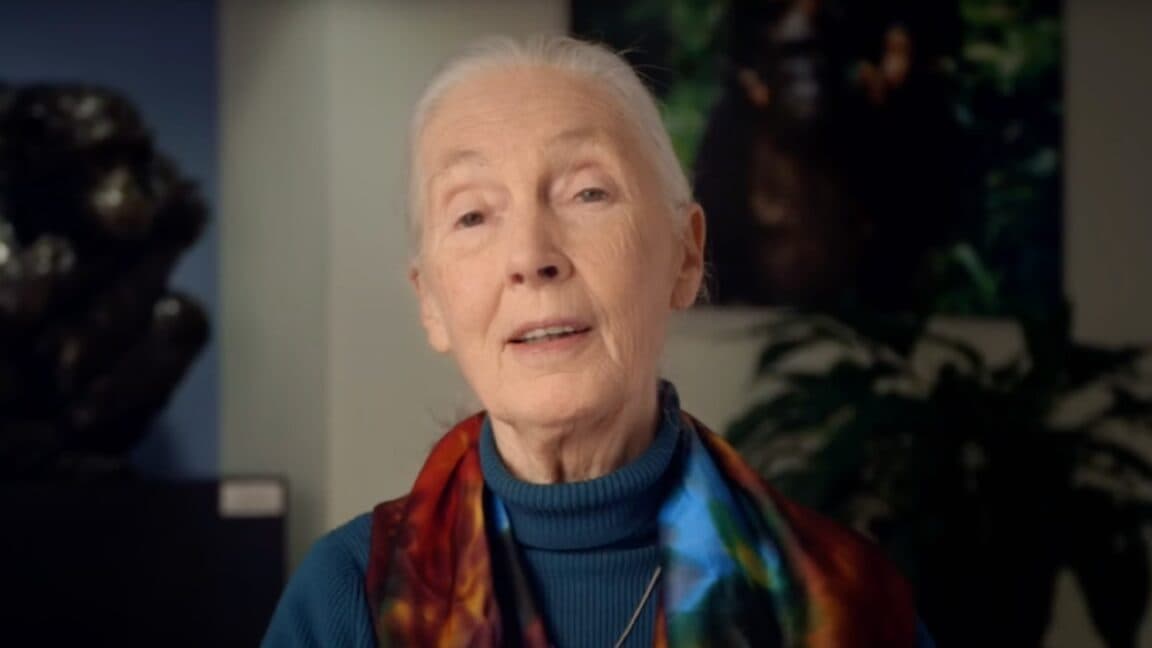 Jane Goodall 🐒⚡️ went to the great jungle in the sky at 91💀. Earth is now for real a little less based.💔 #RIP