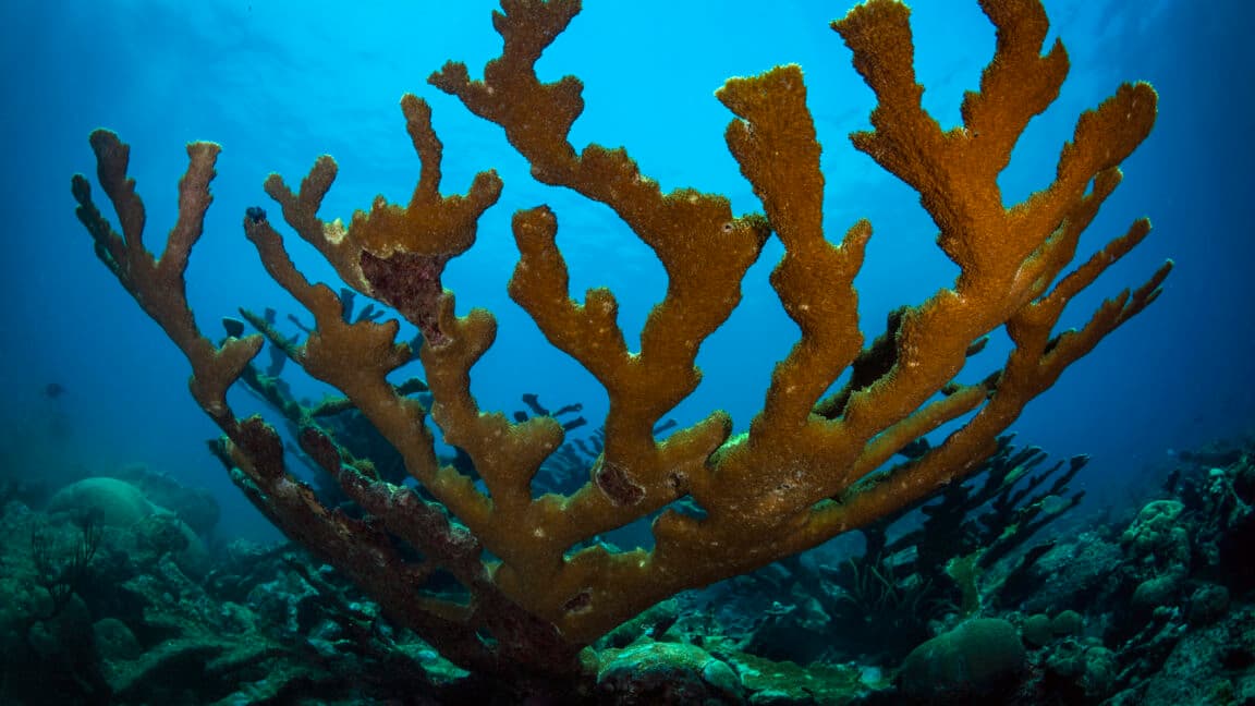 Corals went full "deep dive" 🏊‍♂️ to escape climate drama 💔💦; flexing their survival skills fr fr! 🌊🔥