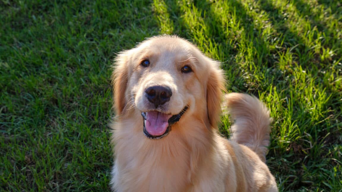 "Scientists say your dog’s vibes might be shaping your personality? 🐶✨ #FurryTherapist #DogDadVibes"