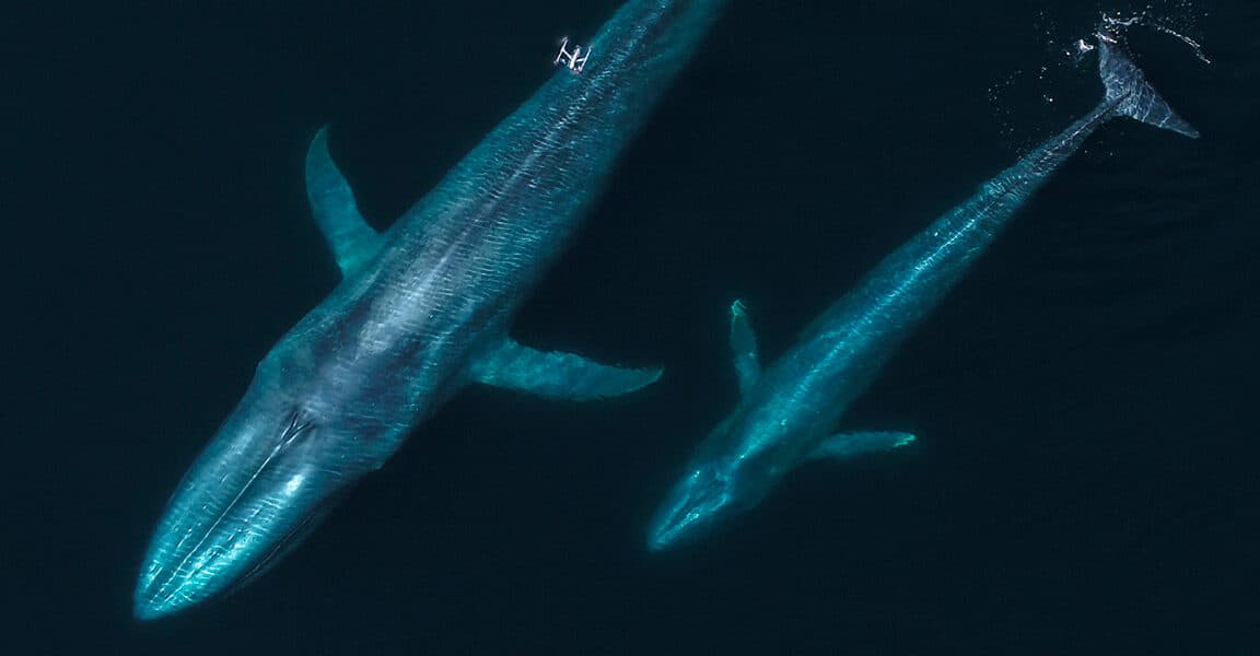 "Whales just got an upgrade! 🚁🐋 Drones: the new whale squad goals, no cap! 🐳💅 #SeaLifeSavage"