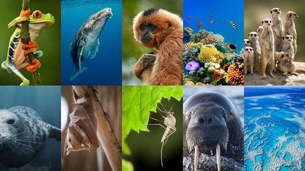 Google’s new AI: When your sound system saves the animals! 🎶🐾 #EcoFlex #NatureVibes 💀🔥