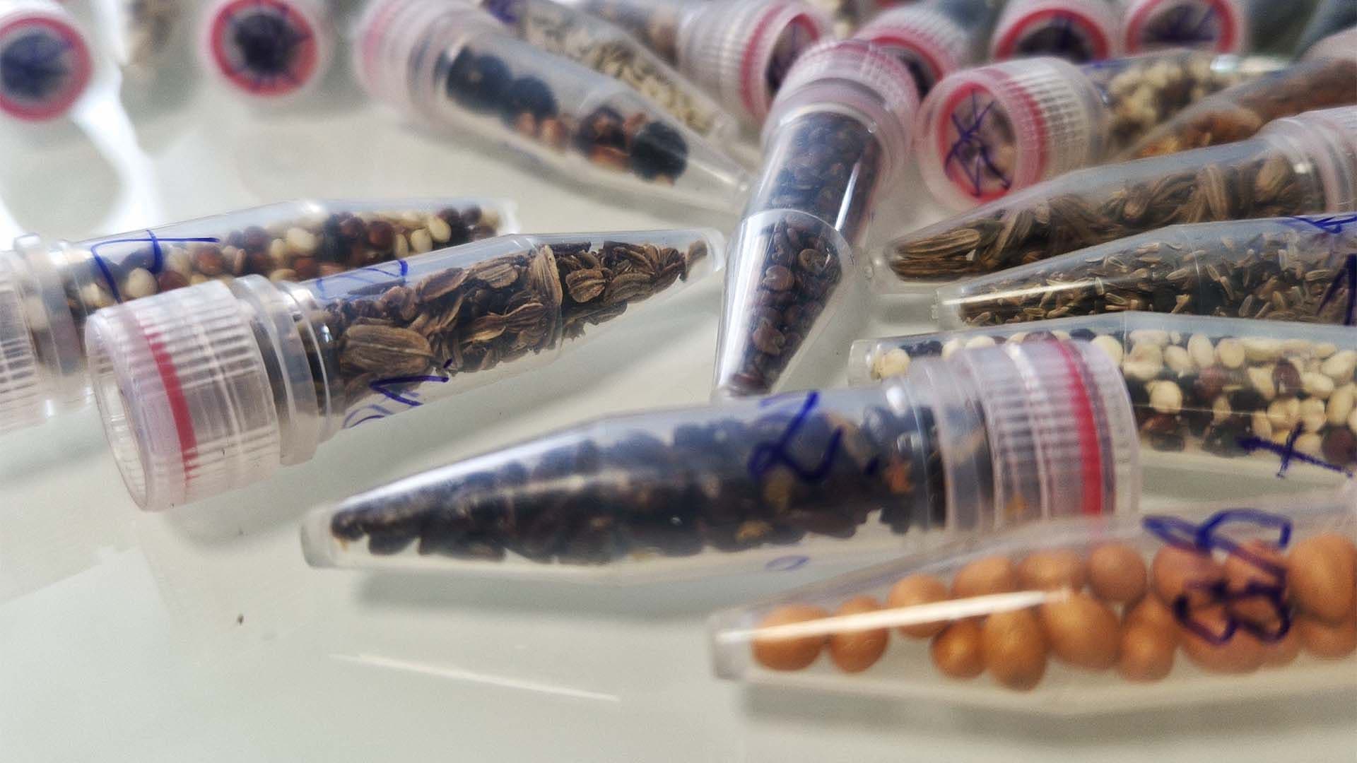 🌌🚀 Scientists launching weed seeds to space?! Bro, NASA just got HIGHER! 💨👽 #SpaceWeed #BasedScience