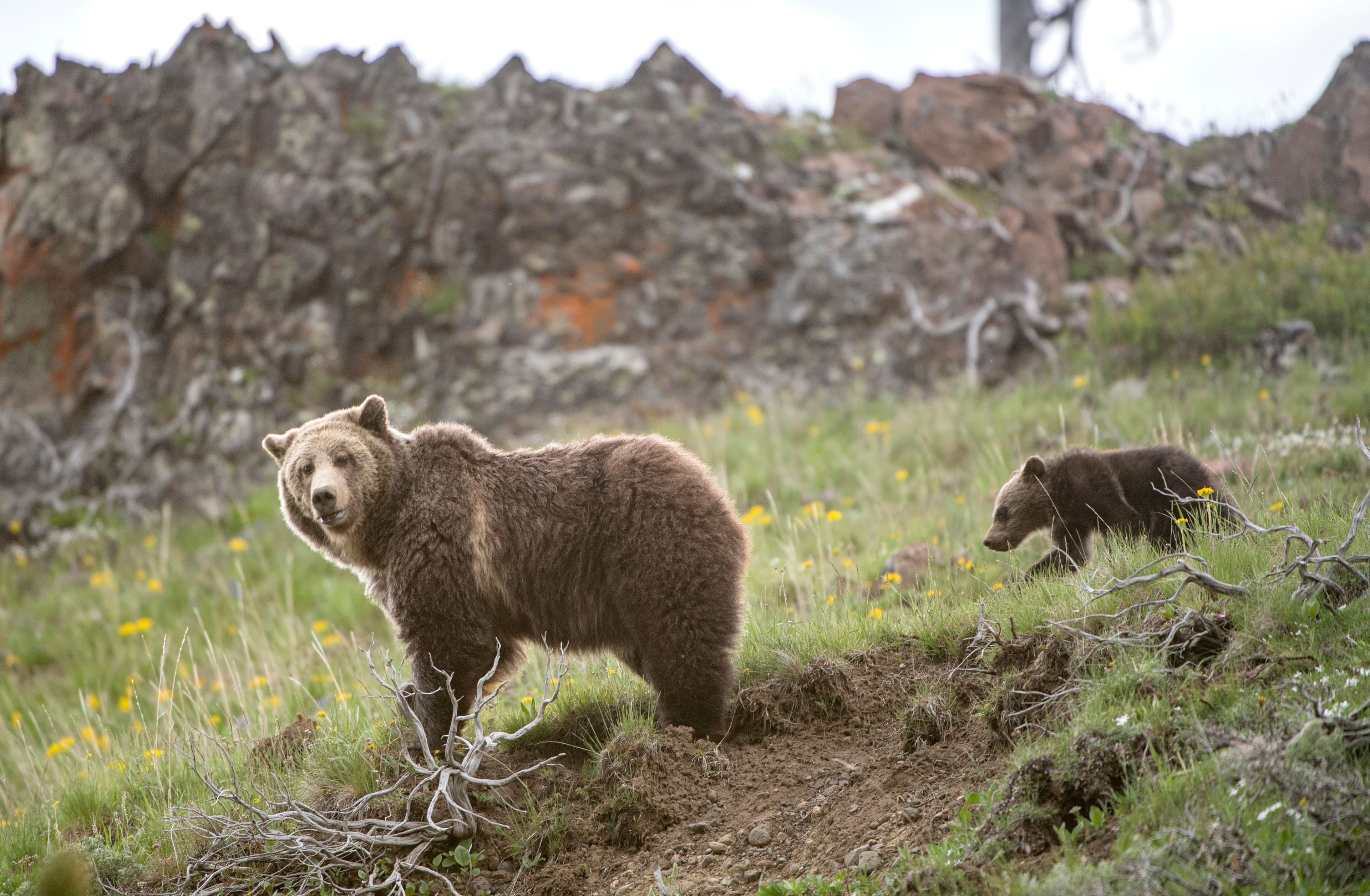 "Bruh, should we let the bears vibe or nah? 🐻💔 #FreeTheGrizzlies #BearLife"