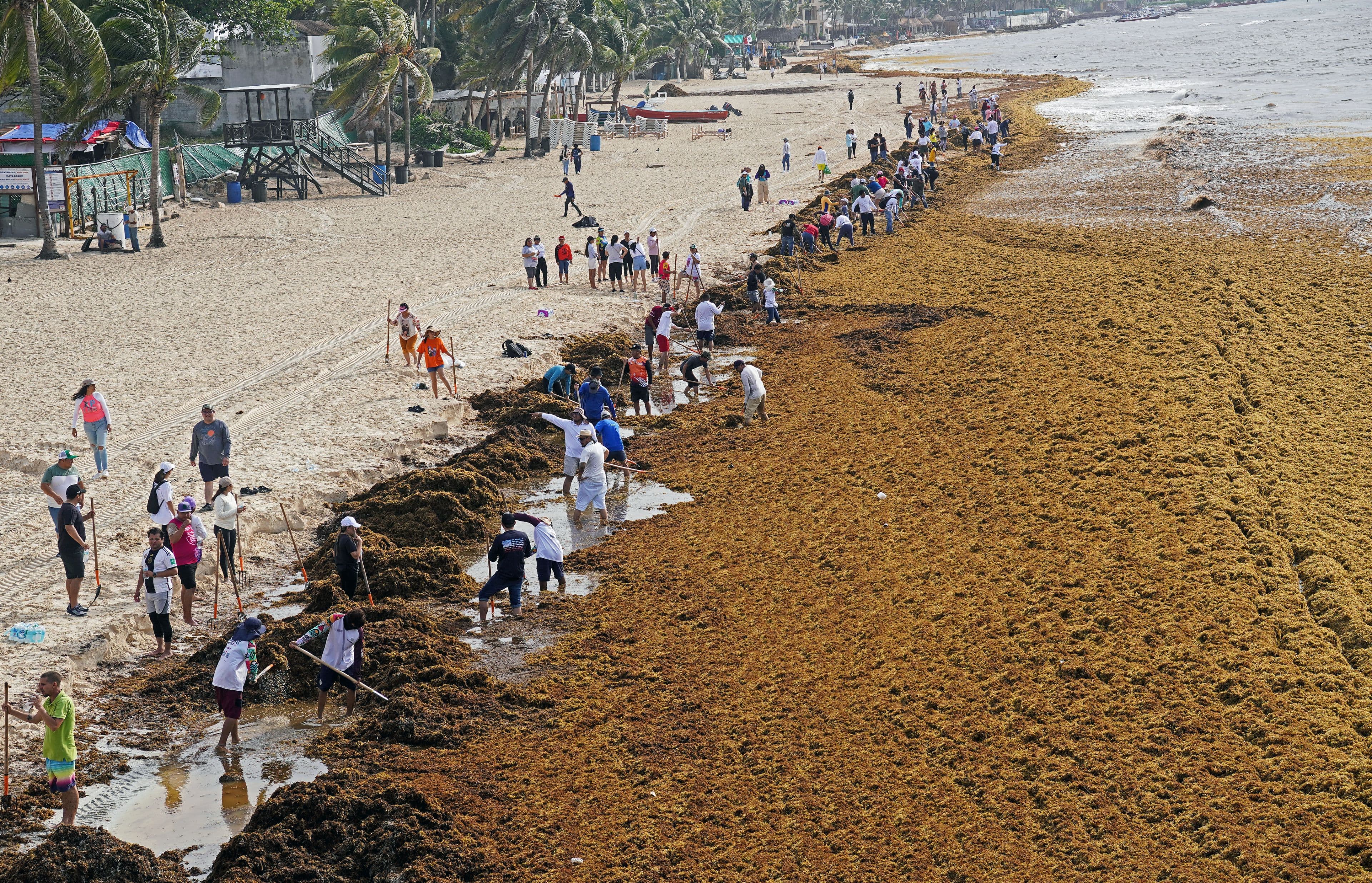 "Caribbean Sargassum: Turning seaweed into biofuel like it's 2050 🌊💀 No cap, we’re vibin’!🔥🚀"