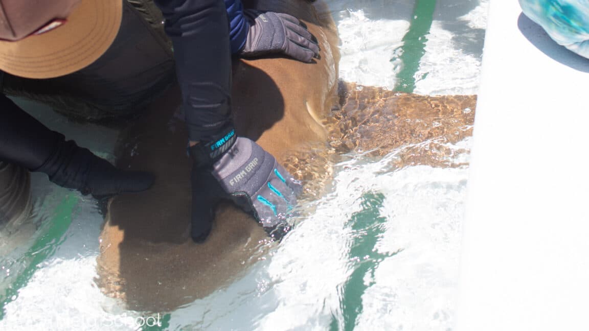 "Marine biologist for 24 hrs: Watch Ars go full shark whisperer! ๐ฆ๐ #TagMeBaby"