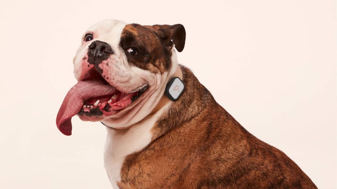 "Whistle pet trackers hit the IoT graveyard like โIโm just a snackโ ๐๐ฅด RIP the doggos' GPS dreams! ๐๐พ #Fail"