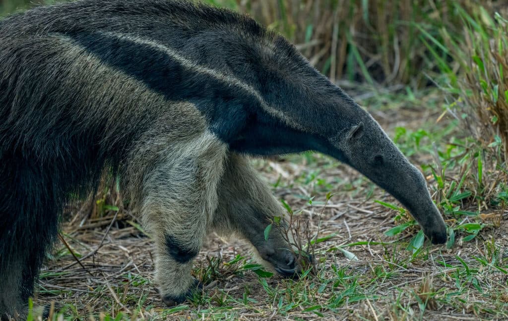 “Mammals going for ants be like: ‘Once you go bug, you never go back!’ 🐜💀 #BugLife #NotForTheFainthearted”
