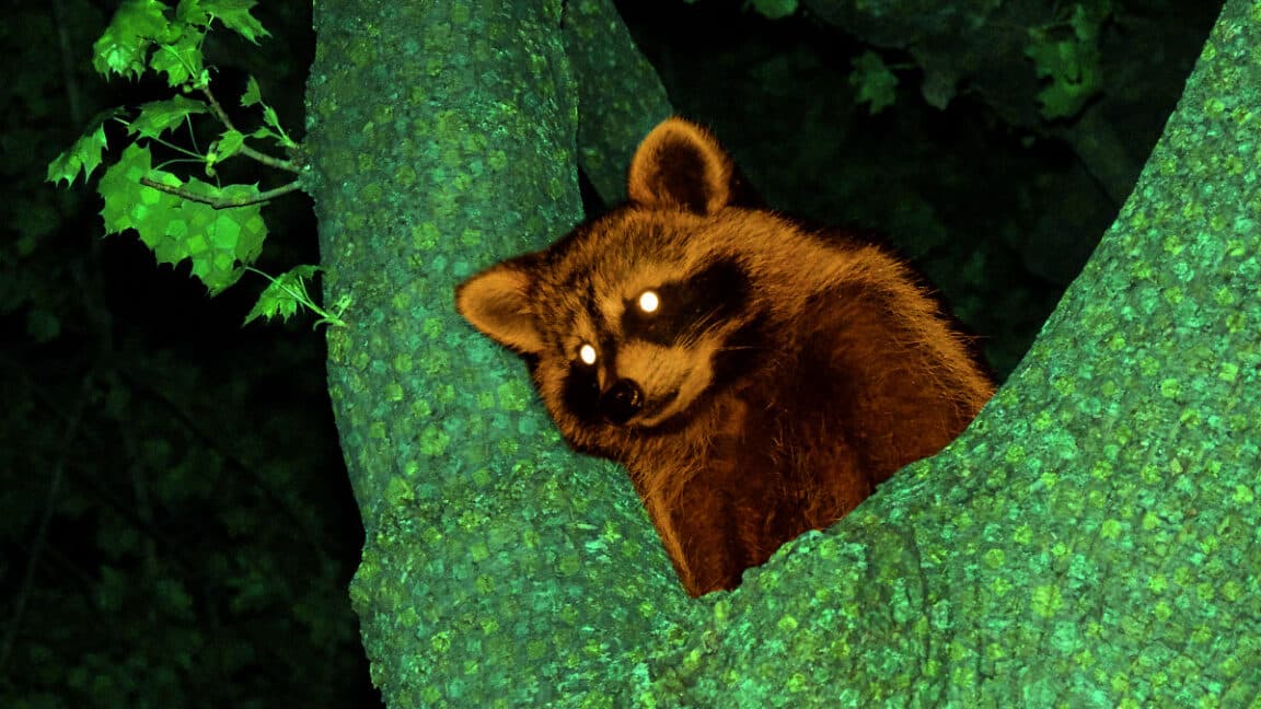 "AI just dropped bars in 2002 Animal Crossing ๐๐ฌ Who knew Tom Nook would spit fire? ๐ฅ #MemoryHax"