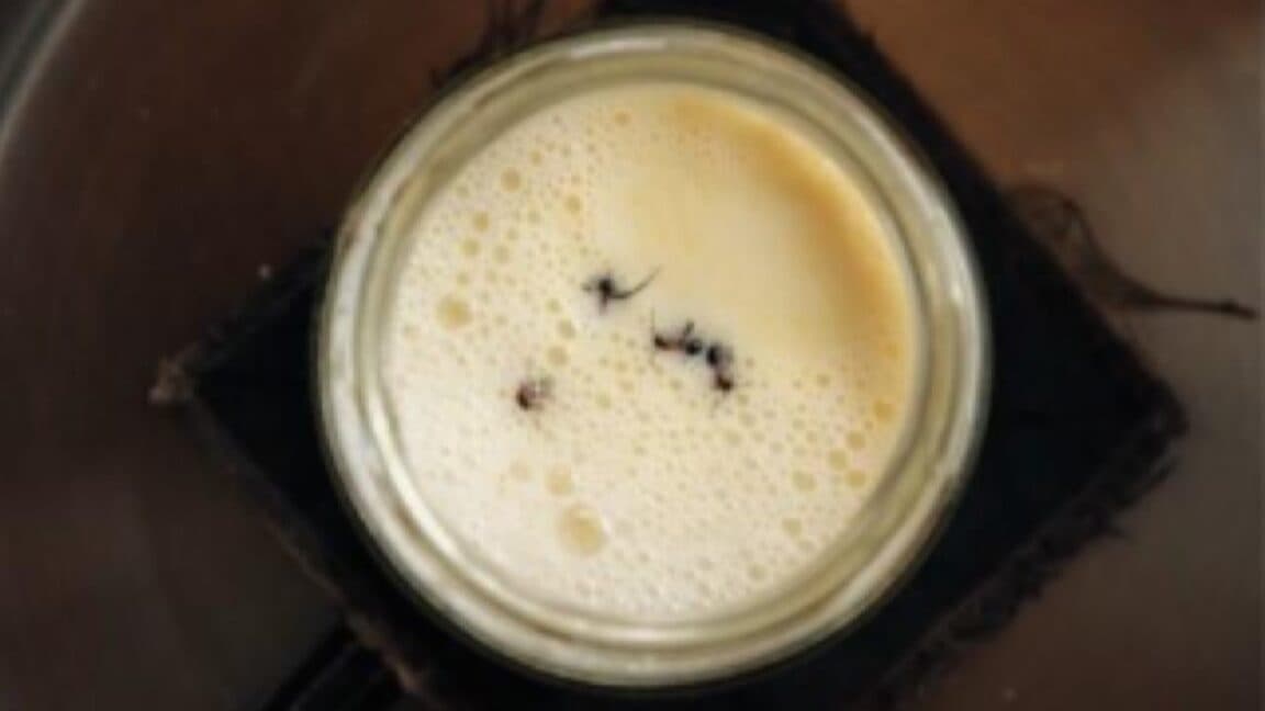 "Scientists hit peak cringe by brewing yogurt with ants π€’π Beekeeper: βThis ainβt it, fam!β ππ₯"