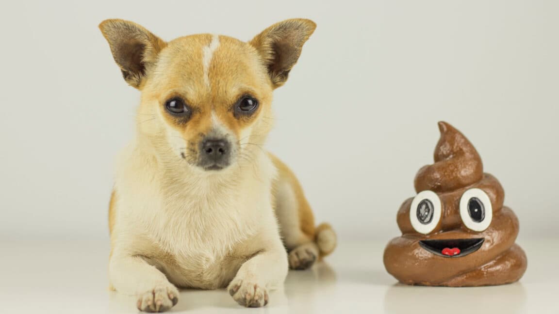 "When the job listing sounds like a wild Reddit story 🧐💼💀 #TechJobs #BasedOrCringe"