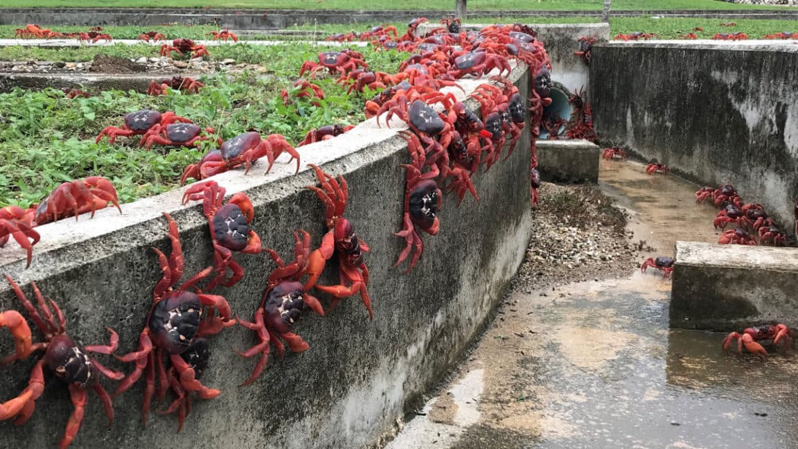 "Google's military AI base on Crab Island? Never thought I'd see the day! 🦀💀 #CrabInvasion #TechFail"