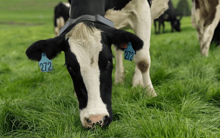 💰🚀 Ranching just leveled up! Halter bags $100M—us cows lookin’ like they're in the metaverse now! 🐮💀 #NotYourAverageFarm