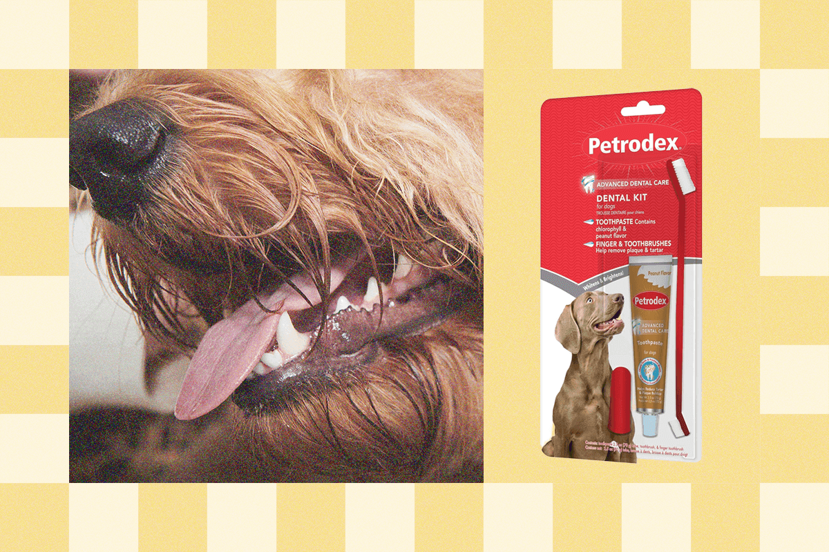 "Brushing your pet's teeth: because even they can't handle the stank 💀🐾 Vet-approved 2025 vibes! 🦷✨"