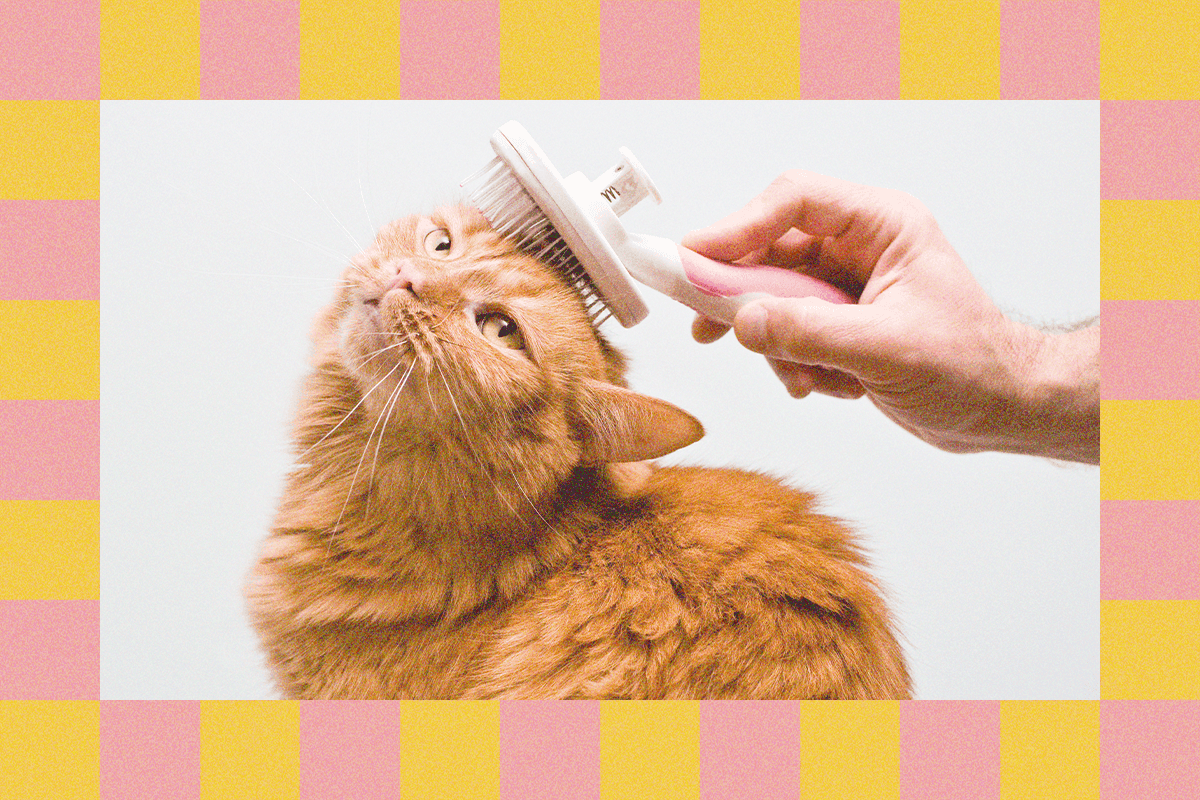 "Cleaning doggo's ears & cat's claws—pro tips from the 2025 Vet Olympics! 🐶✂️ #FurryFails🔥💀"