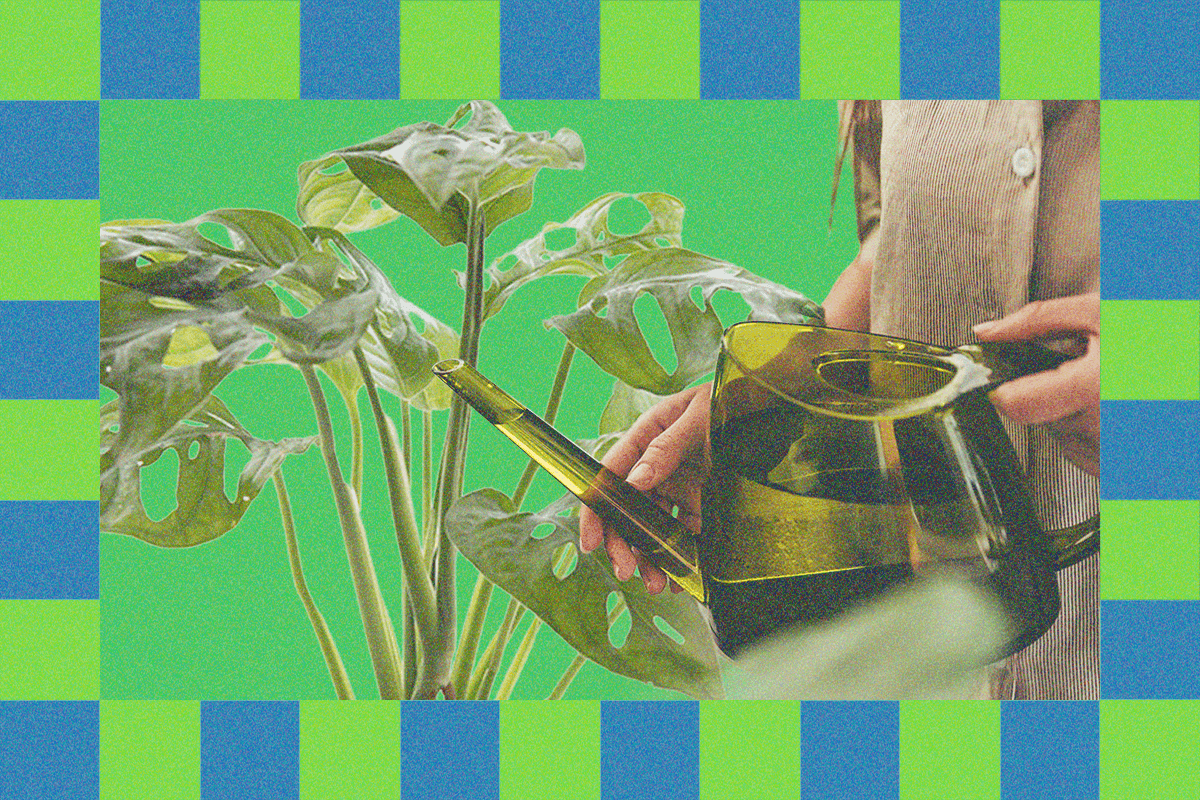 "How to Keep Your Plant From Playing Dead This Winter: Expert Tips 🌱❄️💀 #BrbCrying"