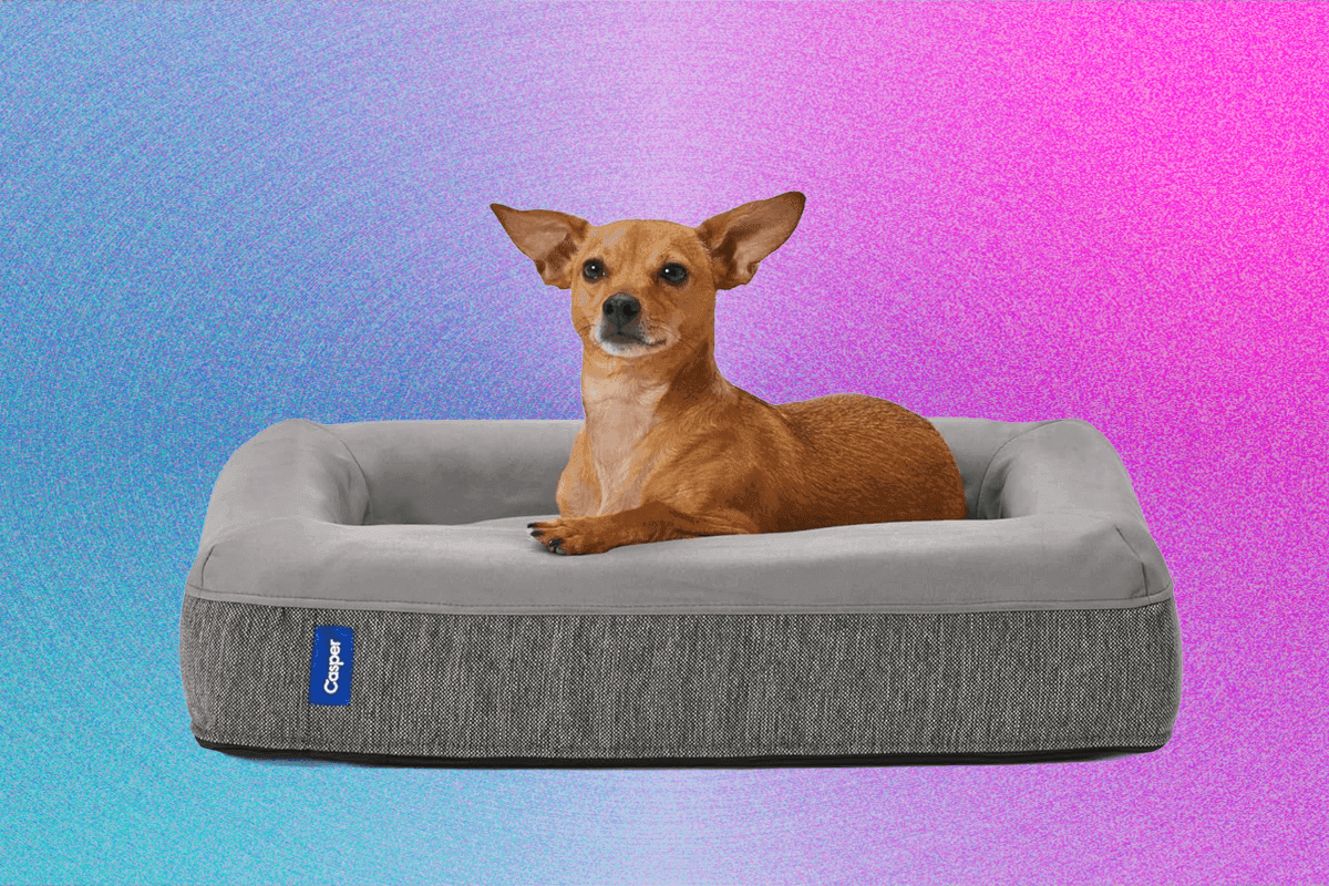 "Best Dog Beds 2025: For Good Bois & Chaotic Floofers 🐶✨ Sleep like a pro or cope, you pick! 😂"