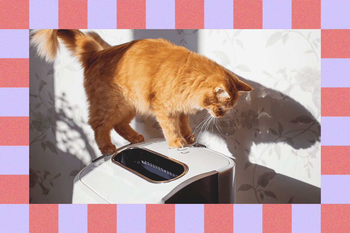 "When your cat is the main character but you’re allergic af 😂🐱💔✨ #CatPeopleProblems"