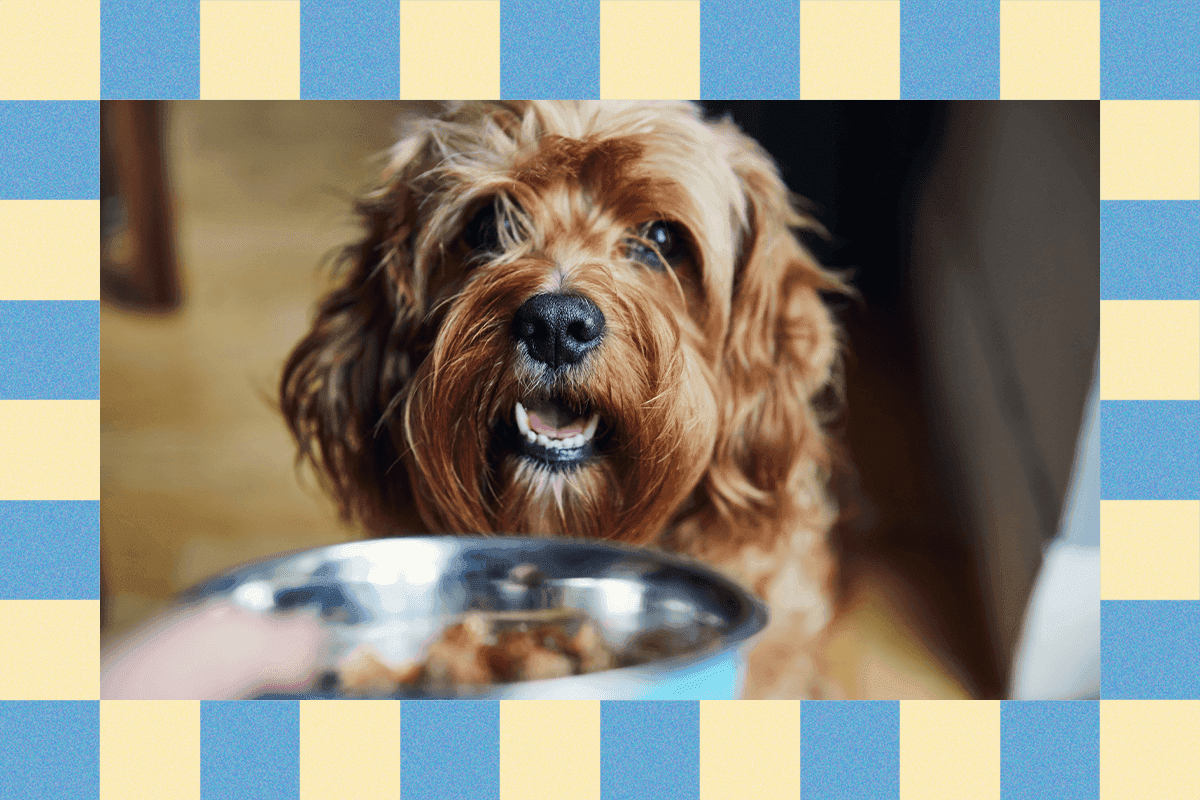 "Fido's looking like a whole beach ball? 🏖️ Here’s how to trim the fluff! 💀 #PetGoals2025 🍕🐶"