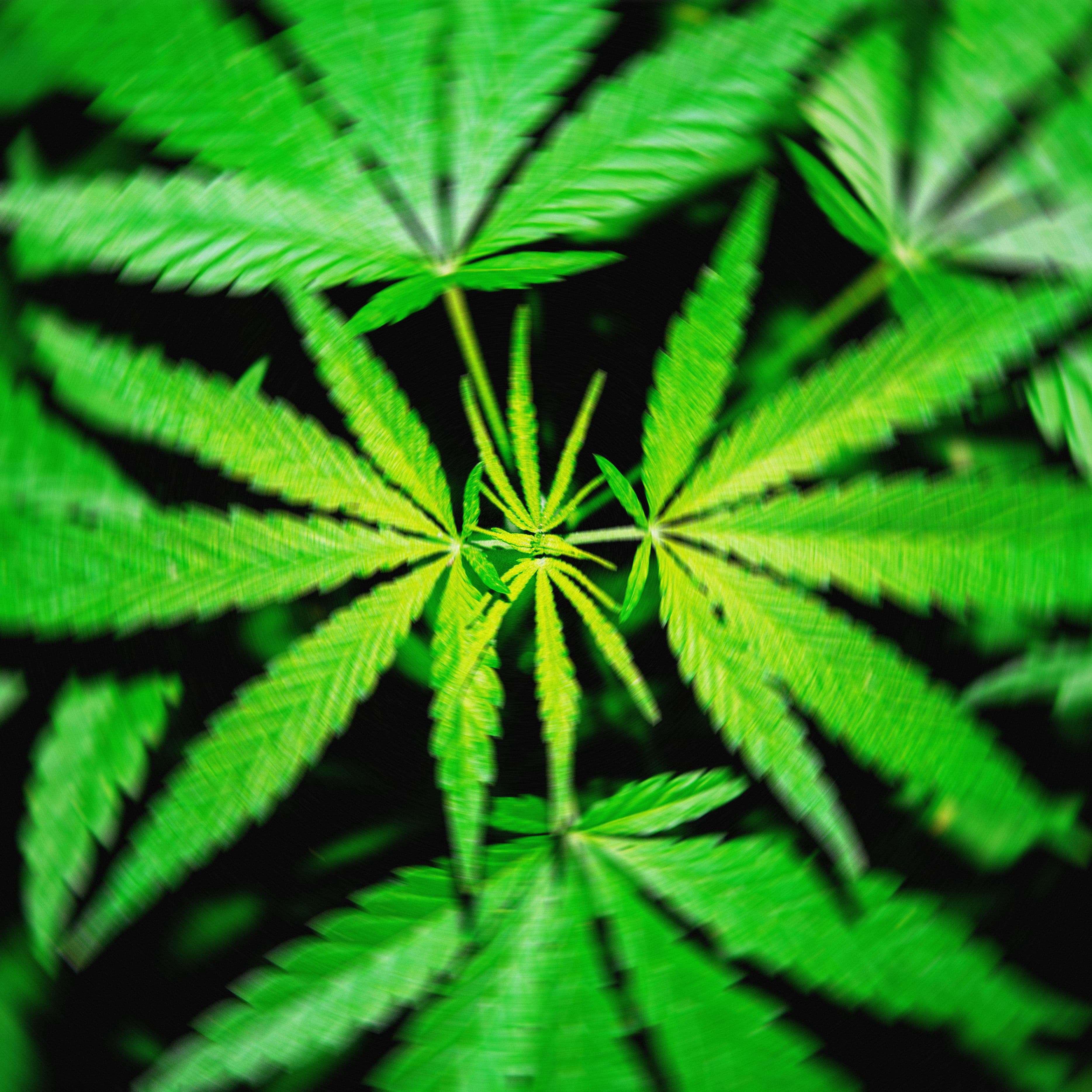 "Proposed THC Ban finna cancel hemp vibes 💨💀 Say goodbye to the *good* kush! #CopeSeethe"