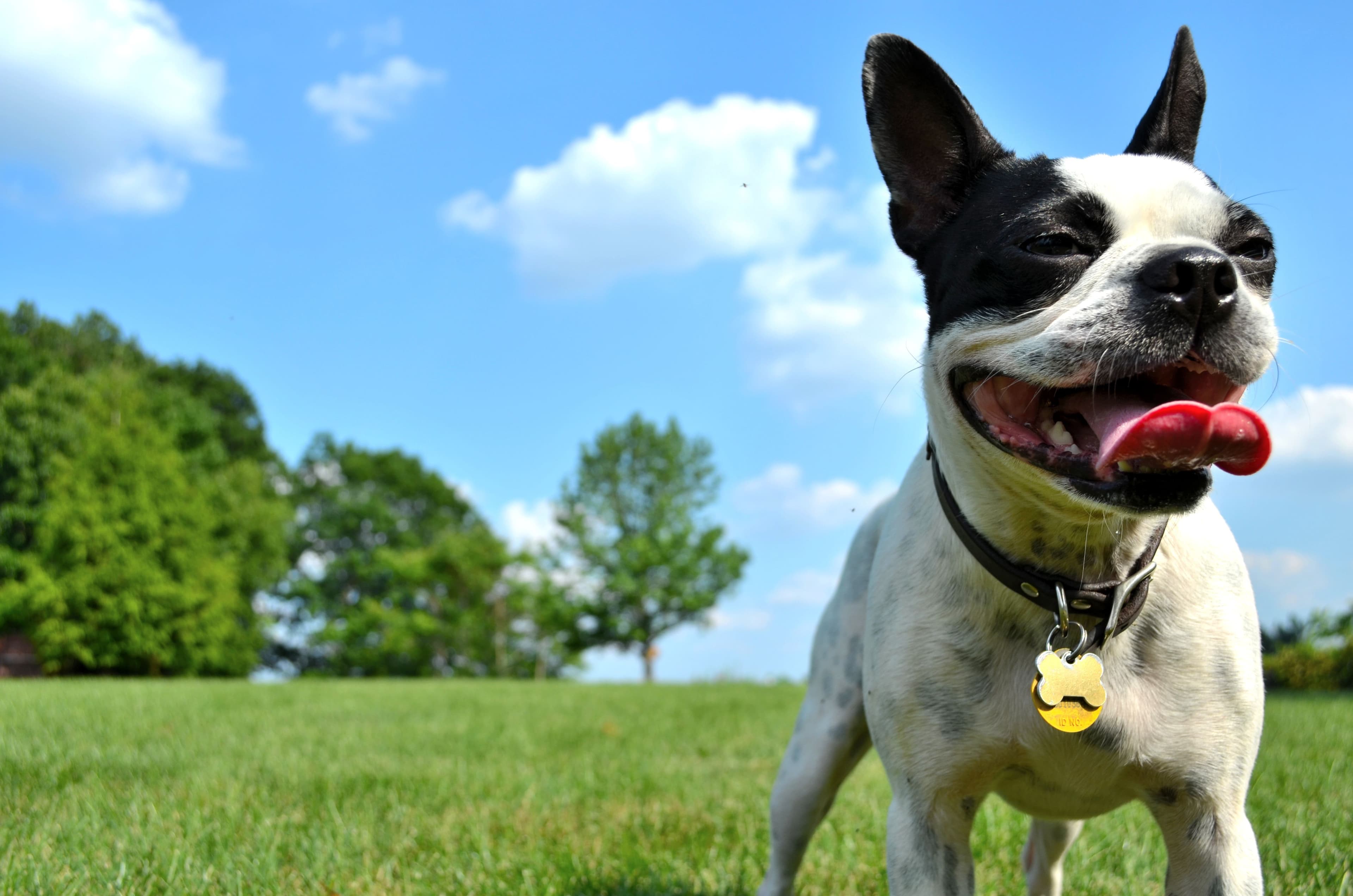"Owning a dog: Saving the earth or just unleashing carbon paws? 🐾🌍💀 #ClimateDoggos"
